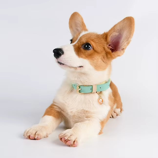 Adjustable Dog Collar
