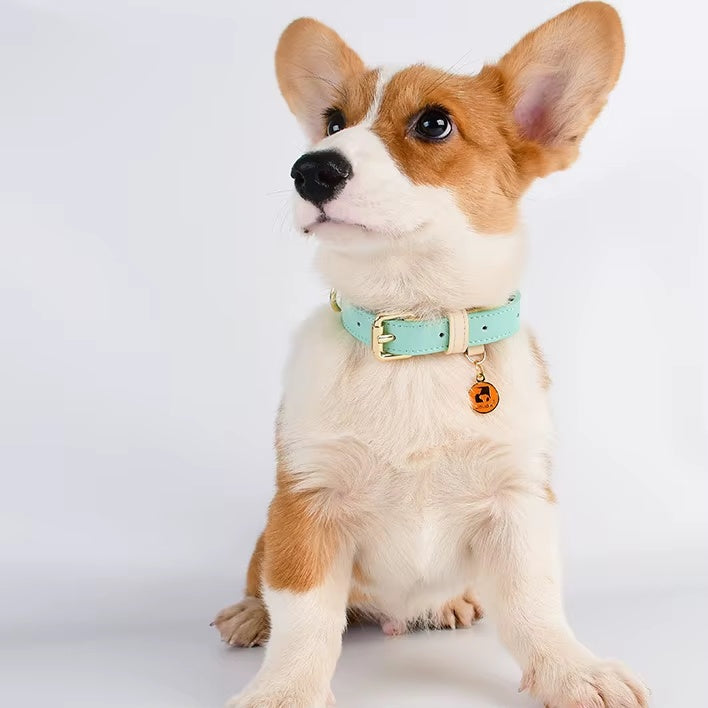 Adjustable Dog Collar