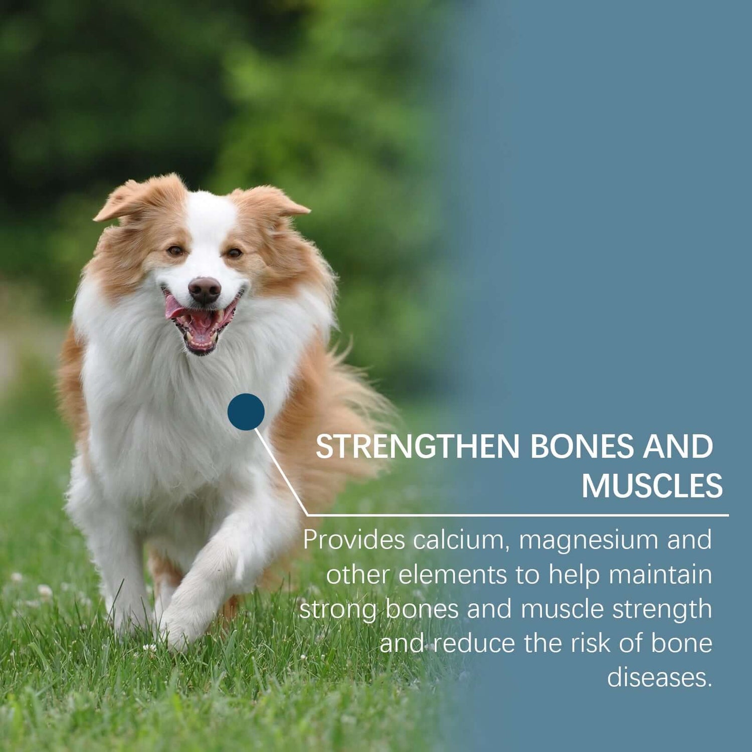 Dog Mineral Supplement Tablets  80 Count Daily Pet Vitamins