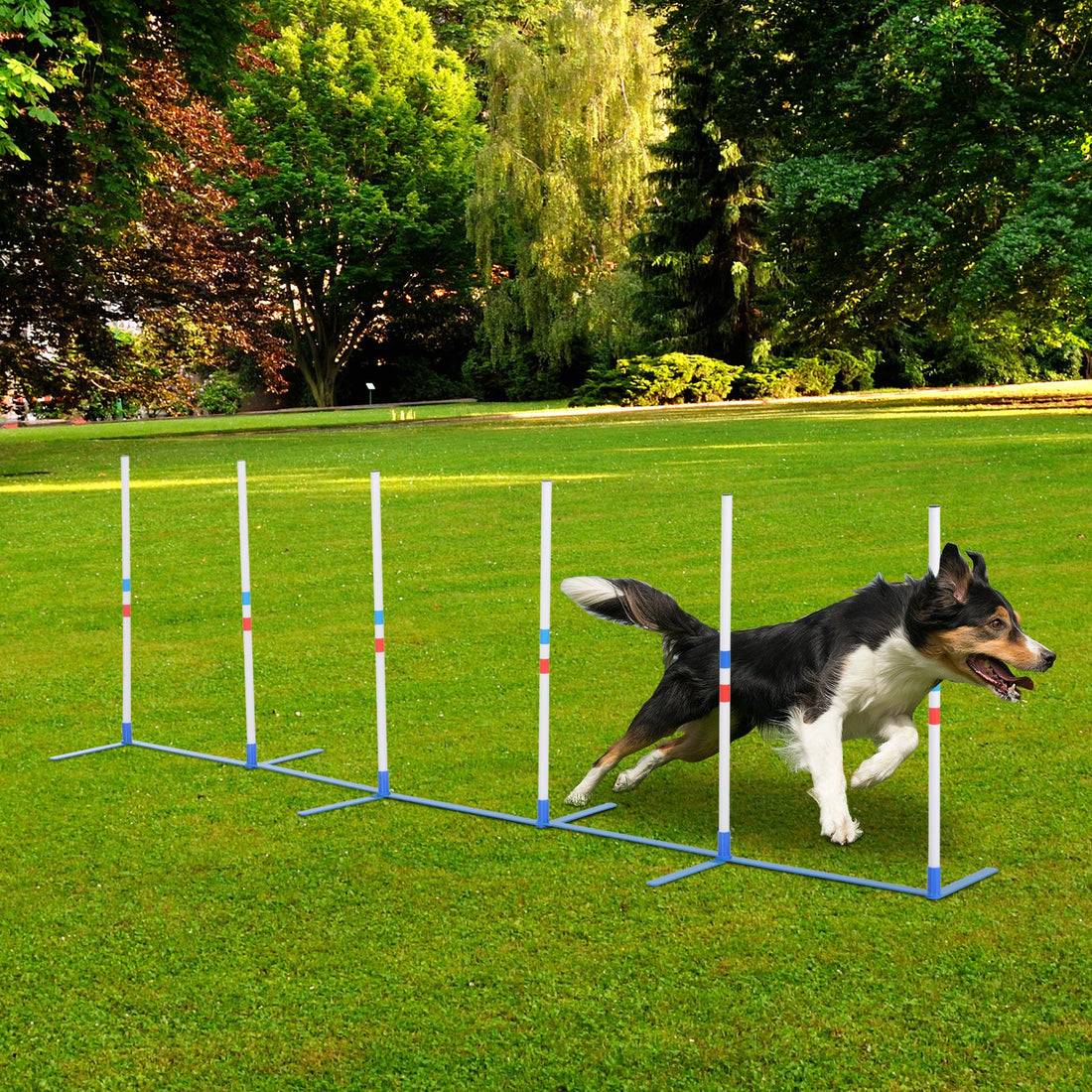Dog Agility Equipment
